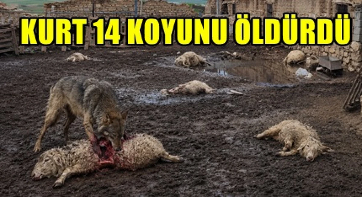 Ayrancı'da kurt 14 koyunu yaralayarak &ouml;ld&uuml;rd&uuml;.