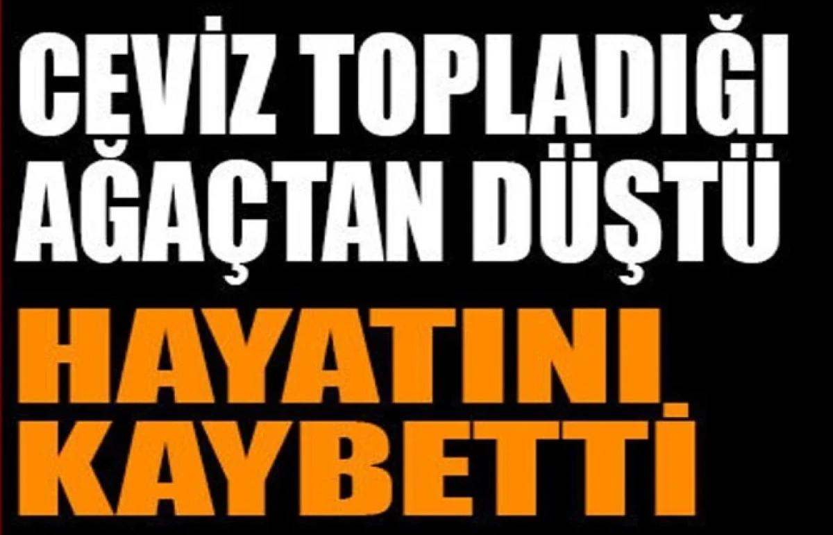 Ceviz hasadı faciayla bitti