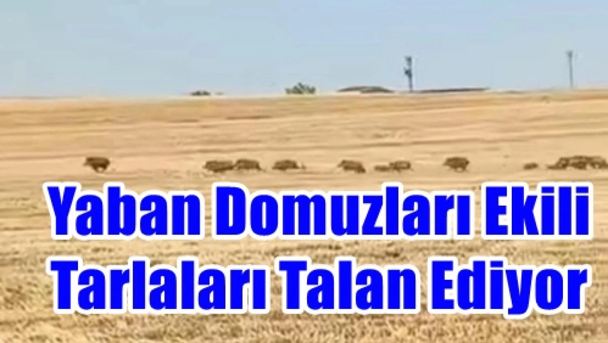 &Ccedil;ift&ccedil;i Tedirgin, &Ccedil;&ouml;z&uuml;m Bekliyor