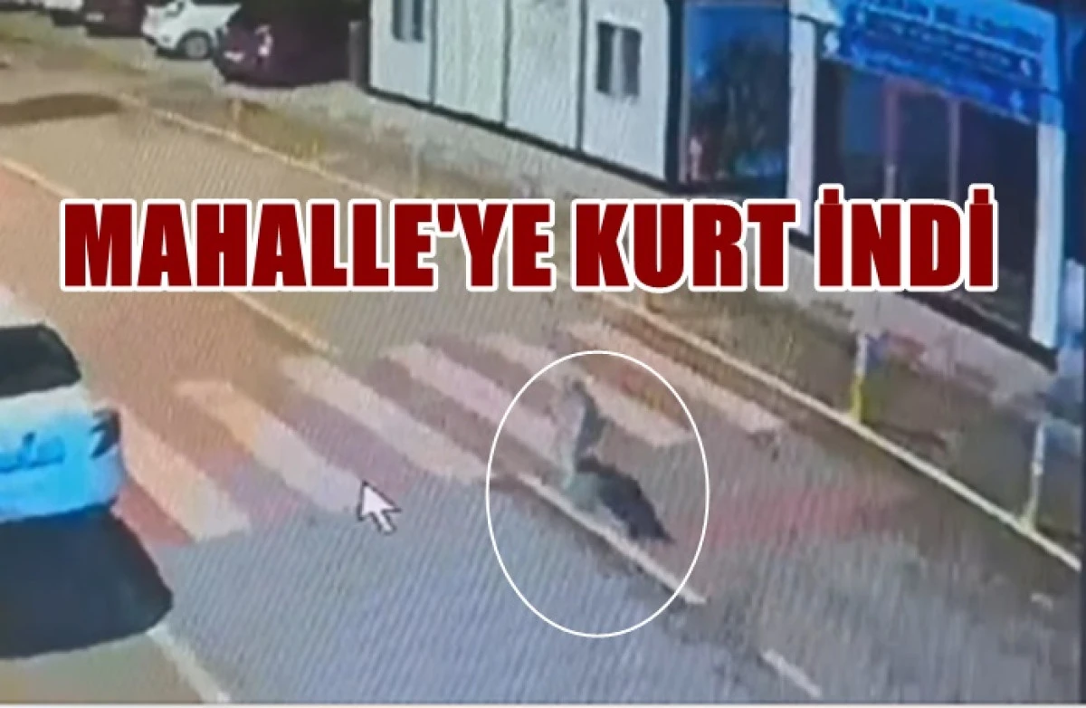 Elmaşehir Mahallesine Kurt İndi !