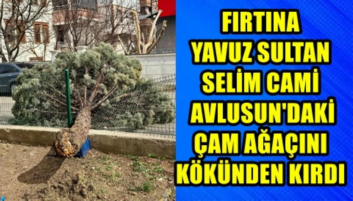 FIRTINA YAVUZ SULTAN SELİM CAMİ AVLUSUN'DAKİ &Ccedil;AM AĞA&Ccedil;INI K&Ouml;K&Uuml;NDEN KIRDI