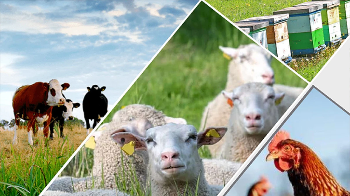 Hayvancılık desteklemeleri %100 artırıldı