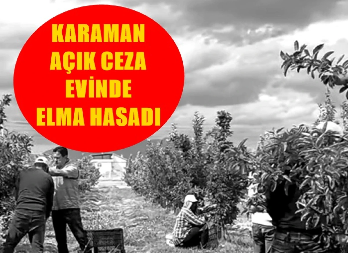 Karaman A&ccedil;ık Ceza Evinde Elma Hasadı