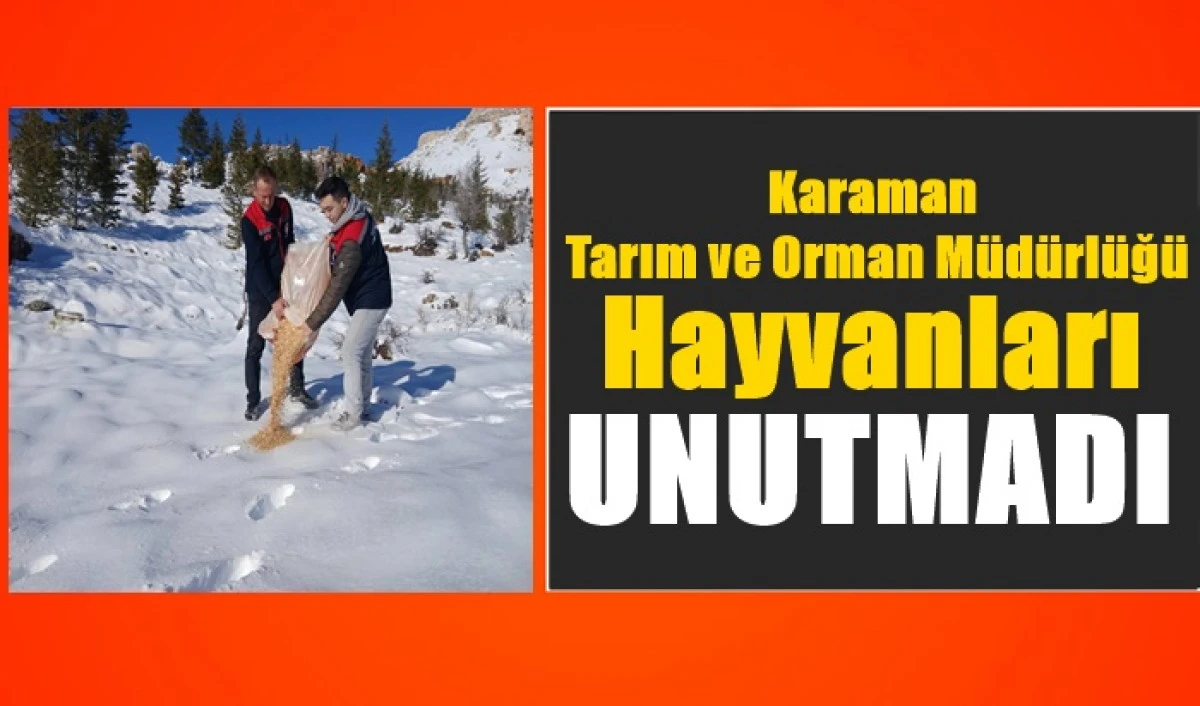 Karaman İl Tarım ve Orman M&uuml;d&uuml;rl&uuml;ğ&uuml; Soğuk Havada Hayvanları Unutmadı