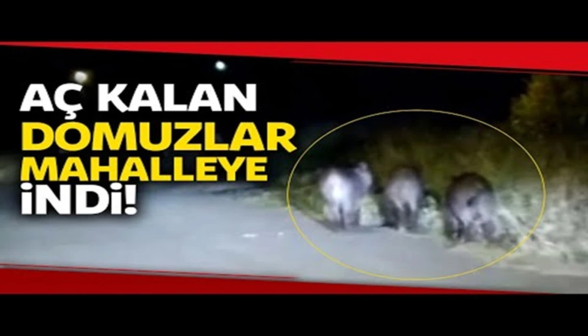 Karaman'da domuzlar mahalleye indi