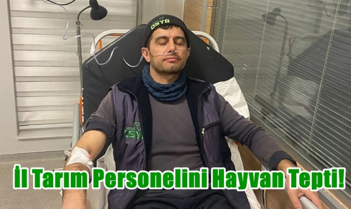 Karaman&rsquo;da İl Tarım Personelini Hayvan Tepti!