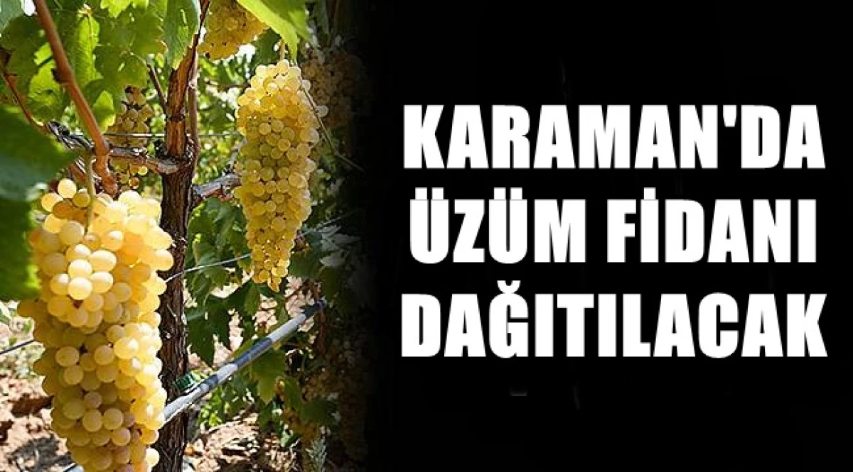 Karaman'da &uuml;z&uuml;m  fidanı dağıtılacak