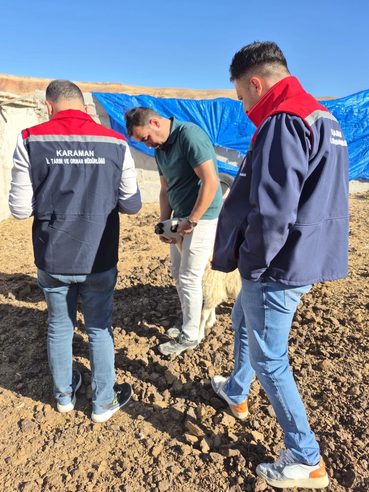 Küçükbaş Hayvanlara Kontrol Devam Ediyor