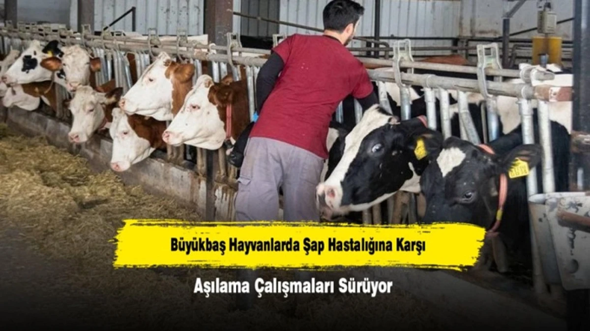 Şap Hastalığına Karşı Aşılama &Ccedil;alışması