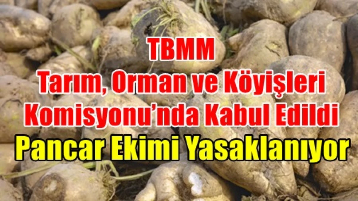 S&ouml;zleşmesiz şeker pancarı ekimi yasaklanıyor