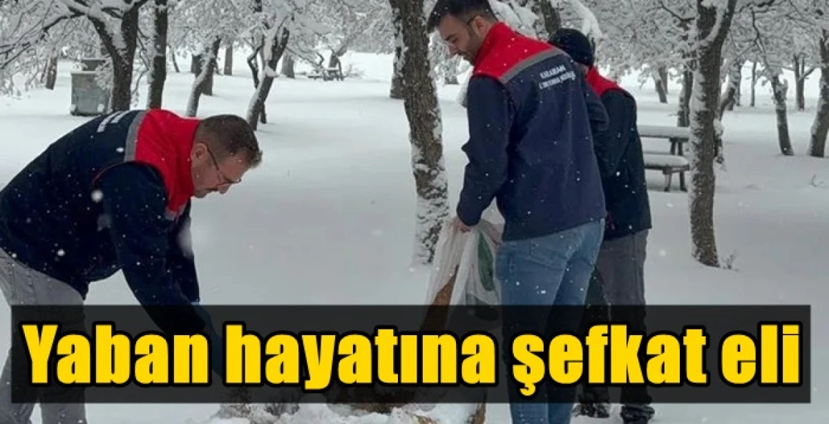 Yaban hayatına şefkat eli